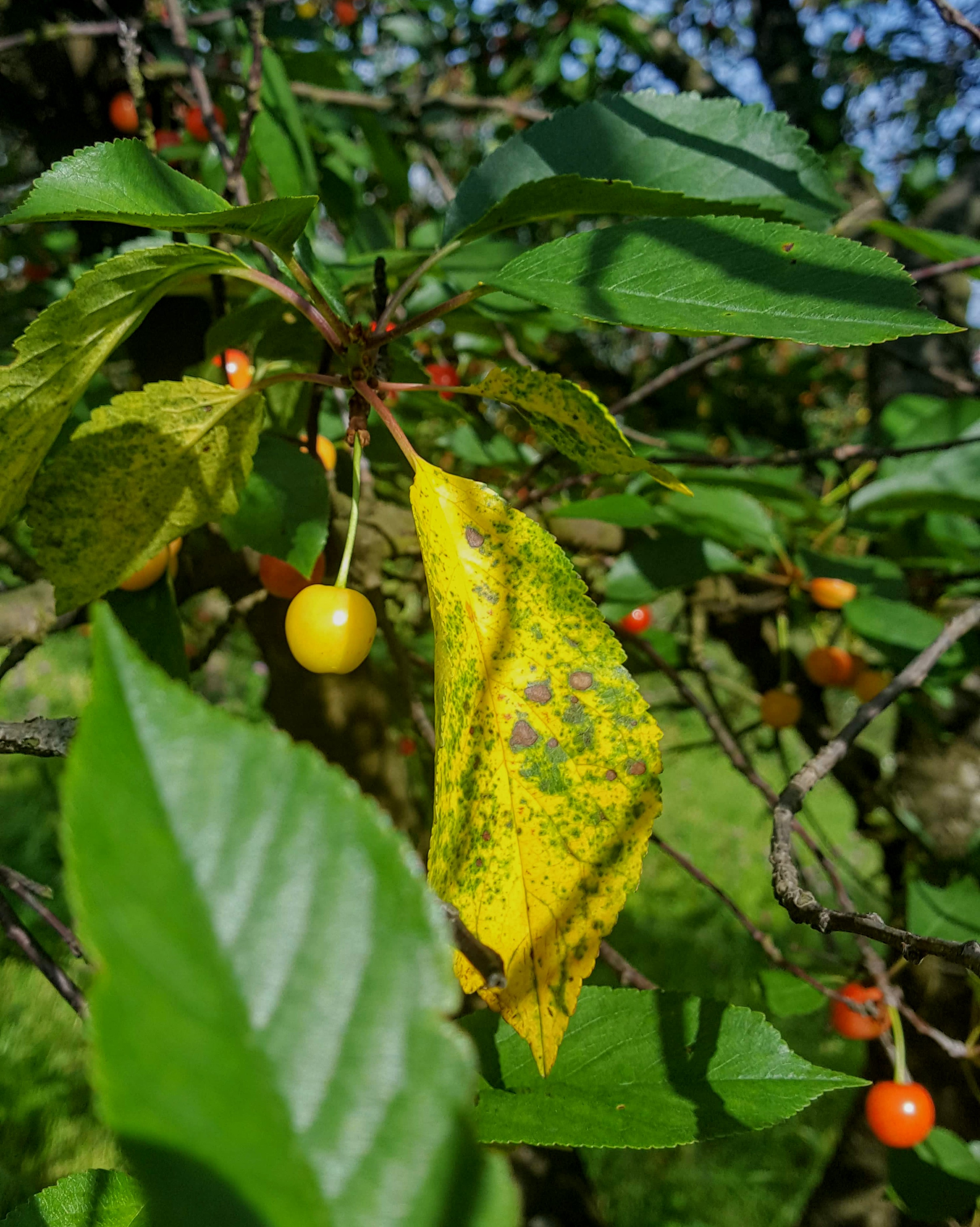 Montmorency bacterial canker